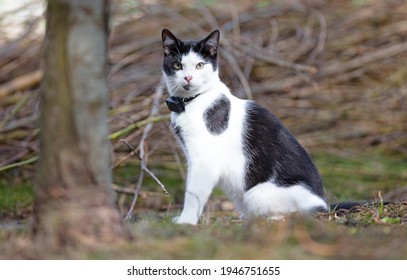 Small Cat Wearing Gps Tracker Outdoors, Selective Focus On Eyes