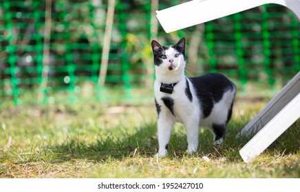 Small Cat Wearing Gps Tracker Outdoors, Selective Focus On Eyes