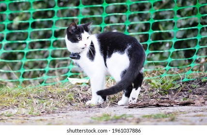 Small Cat Wearing Gps Tracker Outdoors, Selective Focus On Eyes