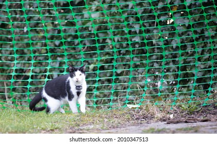 Small Cat Wearing Gps Tracker Outdoors, Selective Focus On Eyes