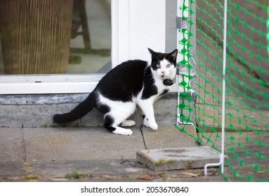 Small Cat Wearing Gps Tracker Outdoors, Selective Focus On Eyes