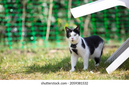 Small Cat Wearing Gps Tracker Outdoors, Selective Focus On Eyes