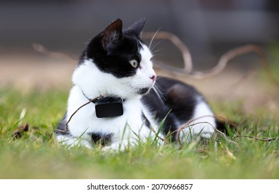 Small Cat Wearing Gps Tracker Outdoors, Selective Focus On Eyes