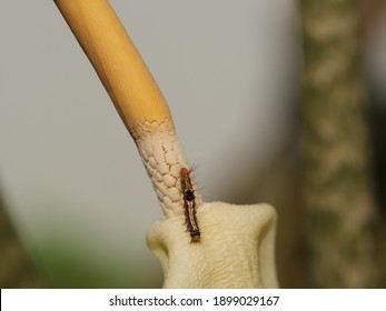 Small Caterpillar Crawling On Elephant Ear Flower Background