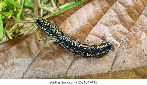 A small caterpillar is crawling on a leaf. - Powered by Shutterstock