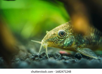 Corydoras Images Photos Et Images Vectorielles De Stock Shutterstock