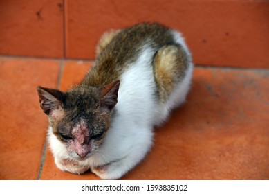 Small Cats With Skin Disease