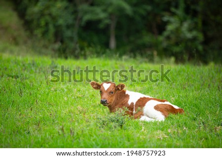 small caw lying on the field