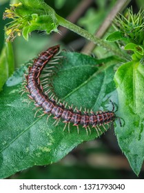 small centipede on leaf