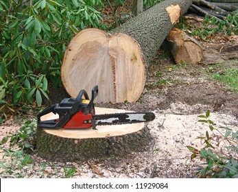 Small chainsaw cuts large tree