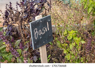 Small Chalkboard Sign Marking Basil Growing In Home Garden