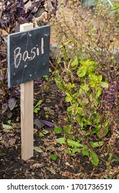 Small Chalkboard Sign Marking Basil Growing In Home Garden