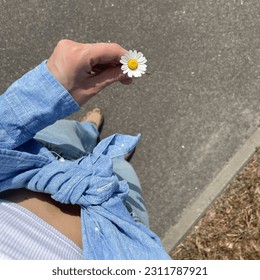 a small chamomile in a female hand against the background of the body - Shutterstock ID 2311787921