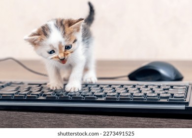 Small charming kitten in the office near the computer mouse and keyboard. The kitten is exploring the computer