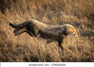 Kleine Geparden, die im hohen, im Winter gelben Gras in Serengeti Tansania schnell laufen