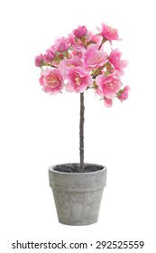 Small Cherry Blossom Tree In A Pot Isolated On A White Background