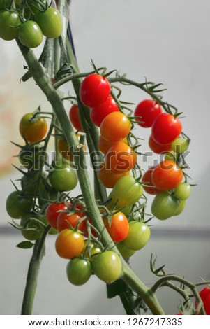 Similar – Tomaten, die auf Reben im Gewächshaus wachsen.