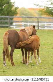 Small Chestnut Pony Foal Filly Or Colt Nursing From Mom Or Mare Mother And Baby Horse In Paddock With Fall Colors Vertical Image Room For Type Or At Top For Masthead Maternal Motherly  Nurturing Feel 