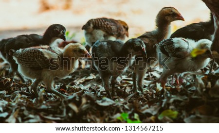 Similar – Gelbes Baby Muskovy Entenküken Cairina moschata