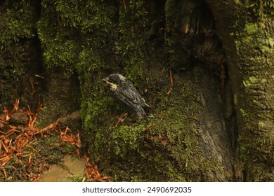 a small chick on a root among the moss in the Bieszczady Mountains