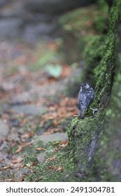 a small chick on a tree root among the moss in the Bieszczady Mountains