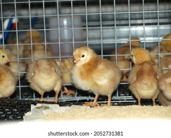 
Small Chick Raising Farm For Egg Grader