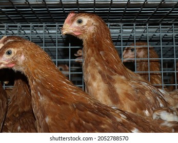 
Small Chick Raising Farm For Egg Grader