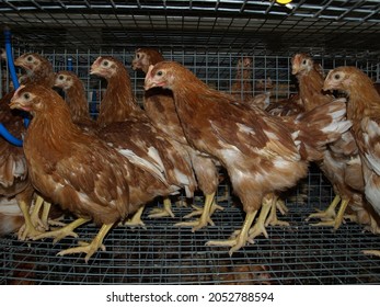 
Small Chick Raising Farm For Egg Grader