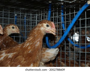 
Small Chick Raising Farm For Egg Grader