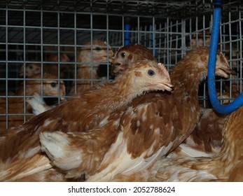 
Small Chick Raising Farm For Egg Grader