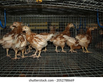 
Small Chick Raising Farm For Egg Grader