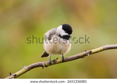 A small chickadee with fluffed up feathers perched on a thorn br