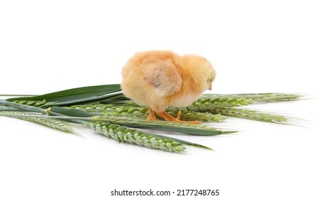 A Small Chicken And A Bunch Of Green Ears Of Wheat Isolated On A White Background.