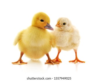 30,114 Duckling and chick Images, Stock Photos & Vectors | Shutterstock