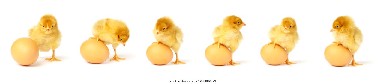 small chicken and egg isolated on white background. Group of yellow chicks - Shutterstock ID 1958889373