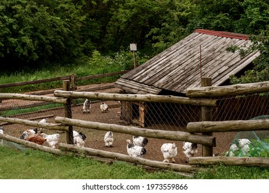 Small Chicken Farm And Wooden Fence