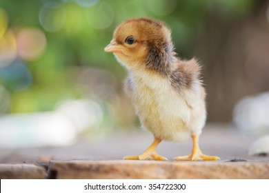 small chicken. soft focus