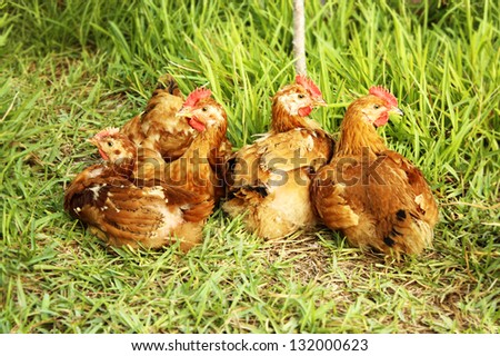 Similar – Image, Stock Photo Chickens on meadow. Food