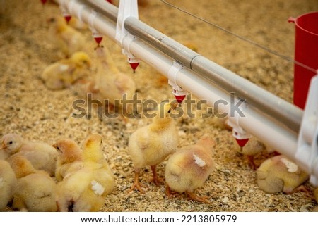 small chicks drinking water in industrial chicken breeding farm
