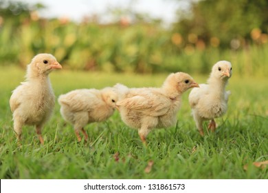 Small Chicks In The Grass