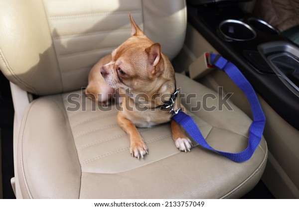 Small Chihuahua dog in\
car. Cute pet