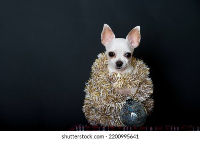 Small Chihuahua Dog In Christmas Tinsel On A Black Background In The Studio. Nearby Lies A Christmas Toy - A Transparent Ball.