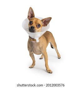 Small Chihuahua dog with red cherry eye condition wearing a protective  Elizabethan plastic collar. Isolated on white. 