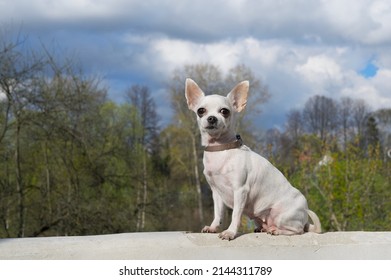 2,905 Chihuahua Forest Images, Stock Photos & Vectors | Shutterstock