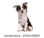 Small chihuahua dog sitting and panting, looking happy with its mouth open, isolated on white background