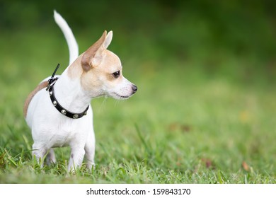 Small Chihuahua Dog Standing On A Green Grass Park With A Shallow Depth Of Field