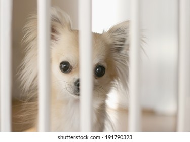 Small Chihuahua Dog Waiting Behind Indoor Dog Fence On Wood Flooring