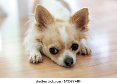 Small Chihuahua dog with a white and beige color and a sad face on the floor. Lonely dog.