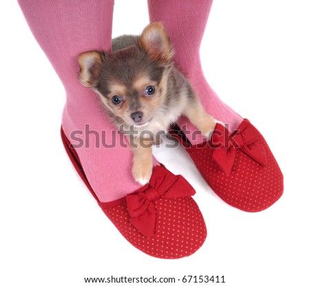 Small Chihuahua Puppy Hidding in the Slippers