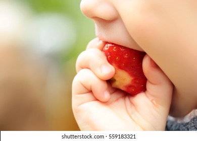 Small Child Or Baby Eating Red Color Berry Of Strawberry, Holds Fresh Fruit In Hand Near Mouth, Closeup